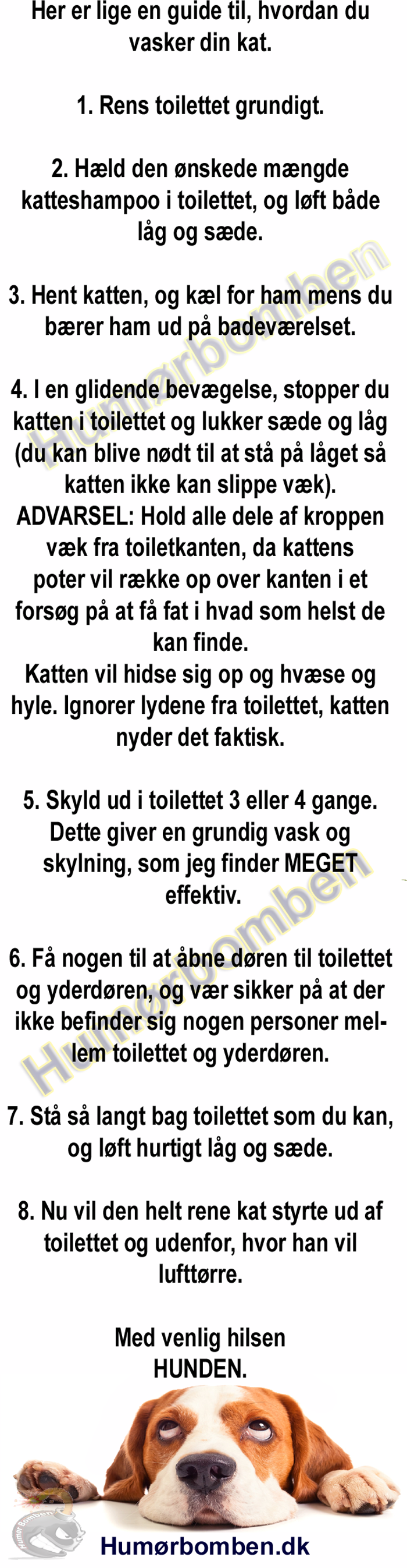 Her er lige en guide til, hvordan du vasker din kat