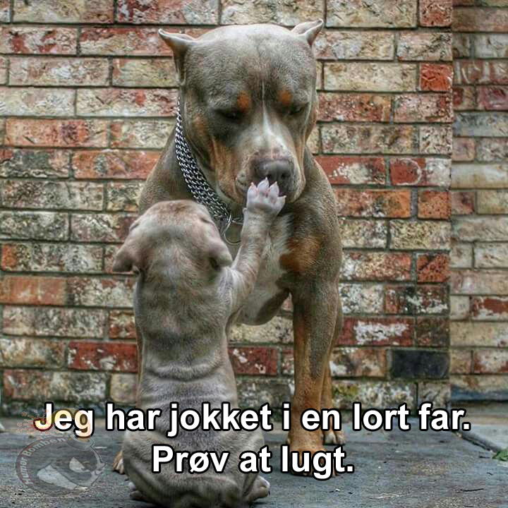 Jokket i en lort