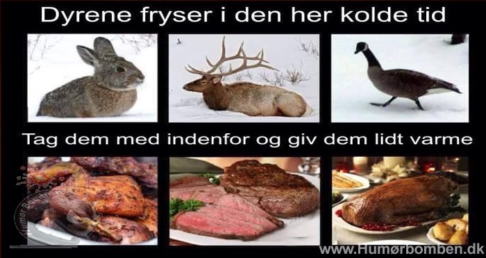 Dyrene fryser i den kolde tid