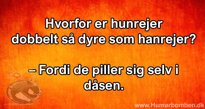Hvorfor er hunrejer dobbelt så dyre som hanrejer