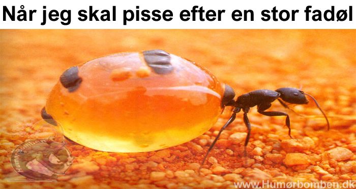 Når jeg skal pisse efter en stor fadøl