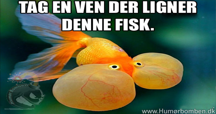 TAG en ven der ligner denne fisk