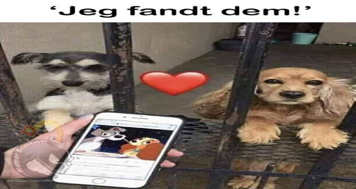 Jeg fandt dem