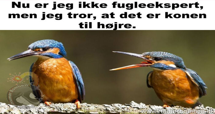 Nu er jeg ikke fugleekspert