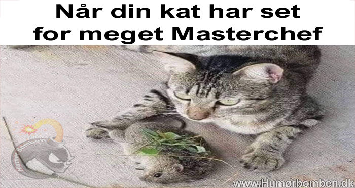 Når din kat har set for meget Masterchef