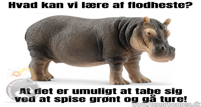 Hvad kan vi lære af flodheste
