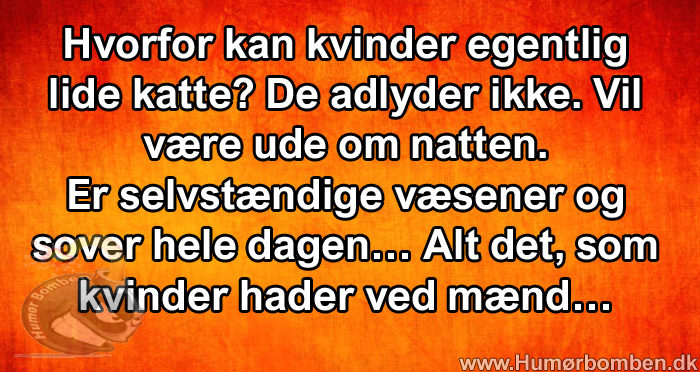 Hvorfor kan kvinder egentlig lide katte