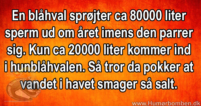 En blåhval
