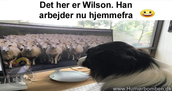 Det her er Wilson