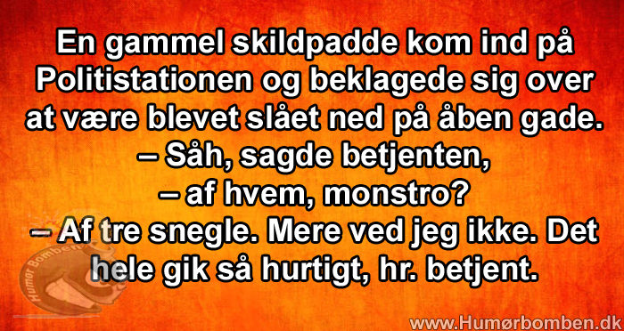 En gammel skildpadde kom ind på Politistationen