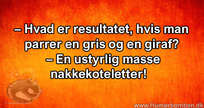 Gris og en giraf