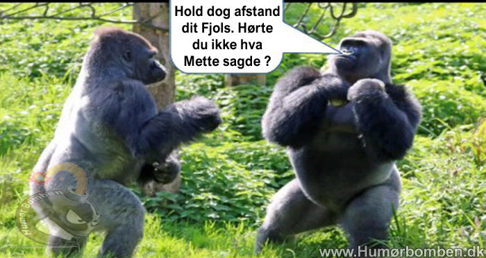 Hold dog afstand