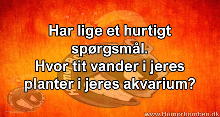 Hvor tit vander i jeres planter i jeres akvarium