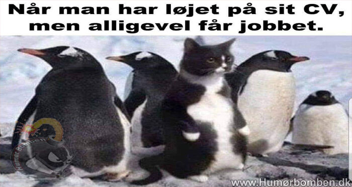 Når man har løjet på sit CV